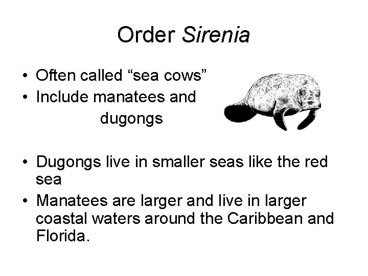 Order Sirenia • Often called “sea cows” • Include manatees and dugongs • Dugongs