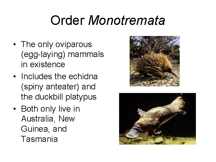 Order Monotremata • The only oviparous (egg-laying) mammals in existence • Includes the echidna