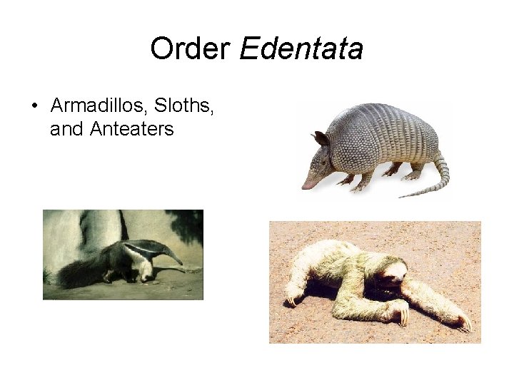 Order Edentata • Armadillos, Sloths, and Anteaters 