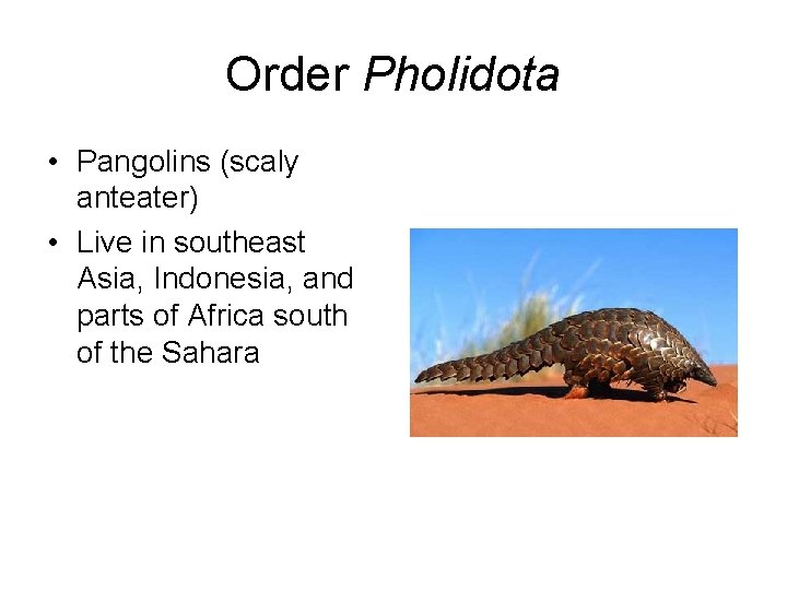 Order Pholidota • Pangolins (scaly anteater) • Live in southeast Asia, Indonesia, and parts