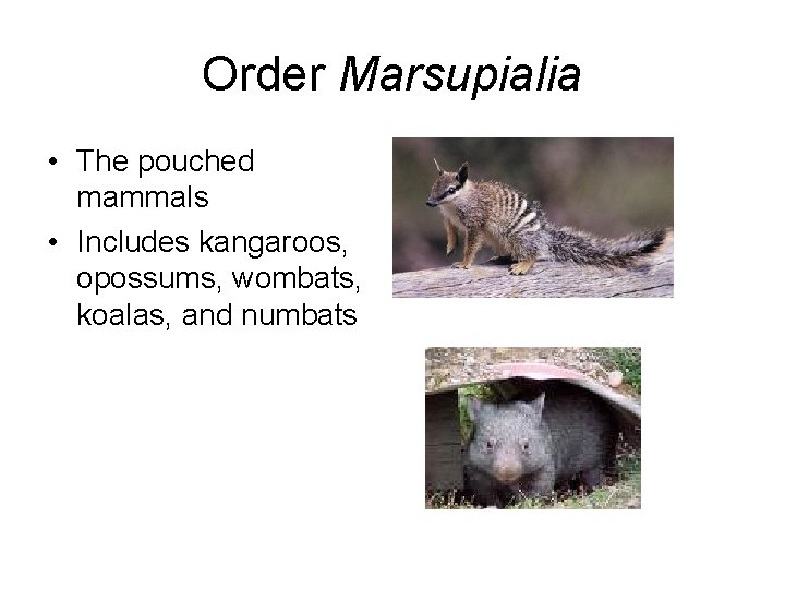 Order Marsupialia • The pouched mammals • Includes kangaroos, opossums, wombats, koalas, and numbats