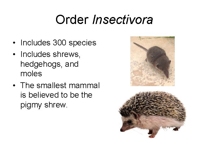 Order Insectivora • Includes 300 species • Includes shrews, hedgehogs, and moles • The