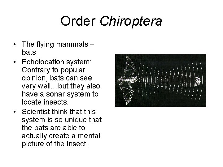 Order Chiroptera • The flying mammals – bats • Echolocation system: Contrary to popular