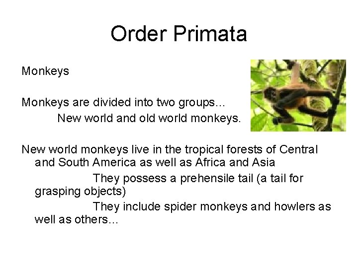 Order Primata Monkeys are divided into two groups… New world and old world monkeys.