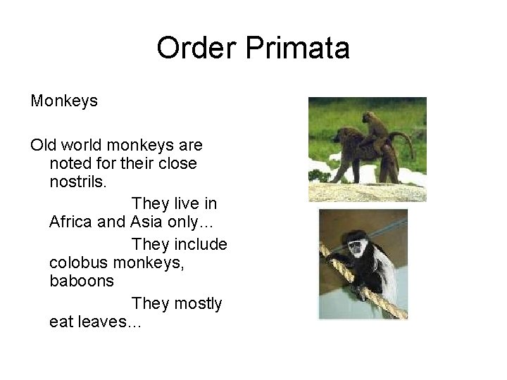 Order Primata Monkeys Old world monkeys are noted for their close nostrils. They live