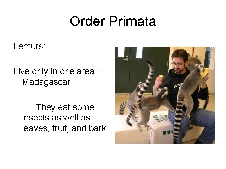 Order Primata Lemurs: Live only in one area – Madagascar They eat some insects
