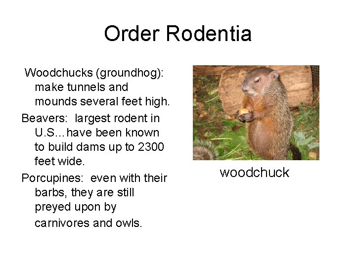 Order Rodentia Woodchucks (groundhog): make tunnels and mounds several feet high. Beavers: largest rodent