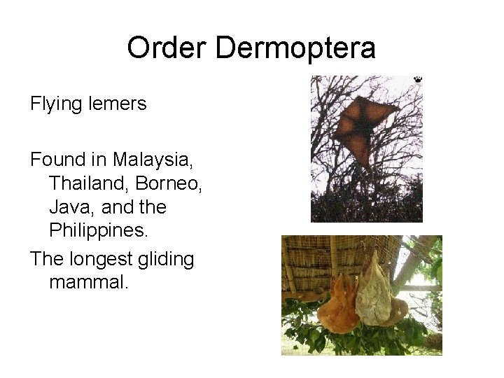 Order Dermoptera Flying lemers Found in Malaysia, Thailand, Borneo, Java, and the Philippines. The