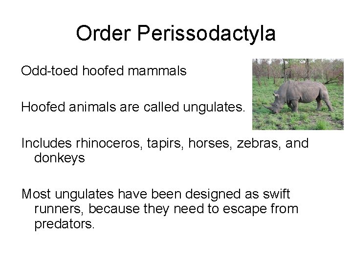 Order Perissodactyla Odd-toed hoofed mammals Hoofed animals are called ungulates. Includes rhinoceros, tapirs, horses,