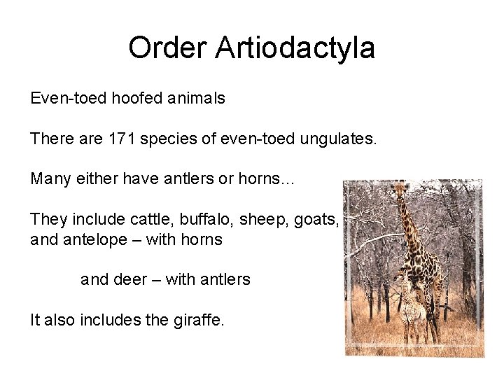 Order Artiodactyla Even-toed hoofed animals There are 171 species of even-toed ungulates. Many either