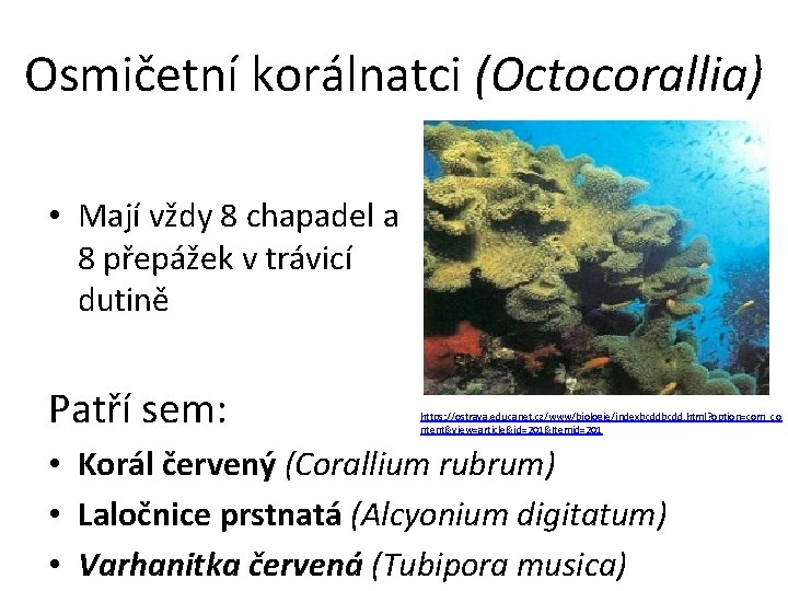Osmičetní korálnatci (Octocorallia) • Mají vždy 8 chapadel a 8 přepážek v trávicí dutině
