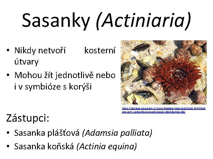 Sasanky (Actiniaria) • Nikdy netvoří kosterní útvary • Mohou žít jednotlivě nebo i v