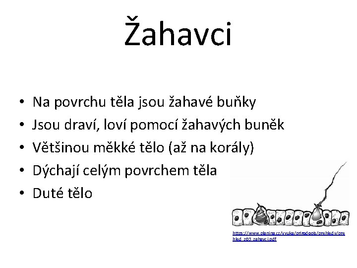 Žahavci • • • Na povrchu těla jsou žahavé buňky Jsou draví, loví pomocí