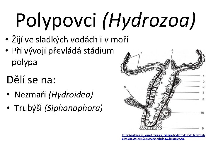 Polypovci (Hydrozoa) • Žijí ve sladkých vodách i v moři • Při vývoji převládá