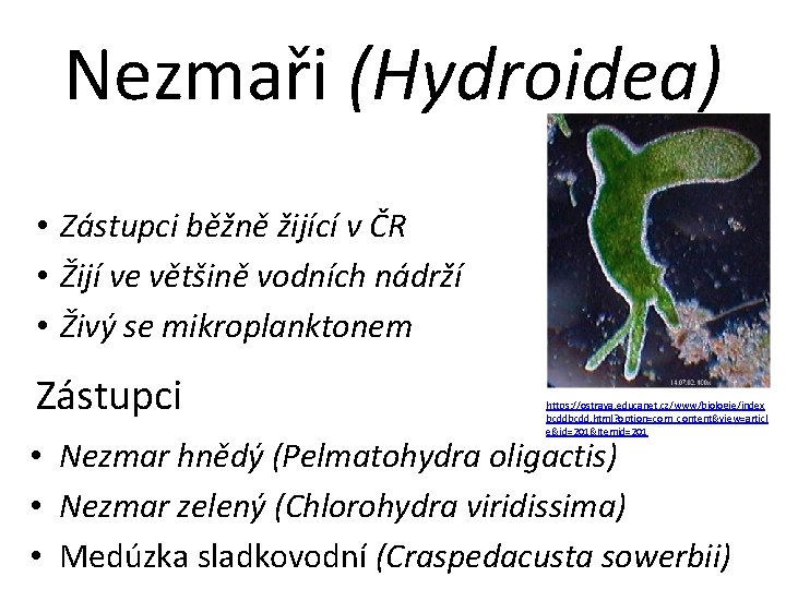 Nezmaři (Hydroidea) • Zástupci běžně žijící v ČR • Žijí ve většině vodních nádrží
