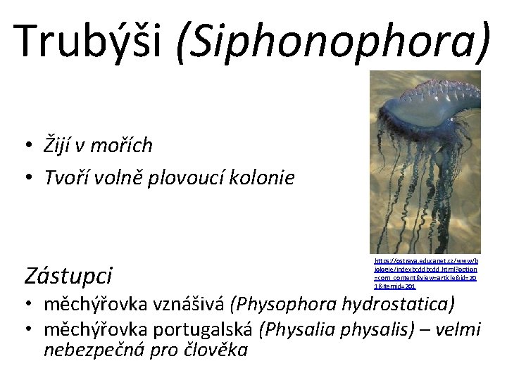 Trubýši (Siphonophora) • Žijí v mořích • Tvoří volně plovoucí kolonie Zástupci https: //ostrava.