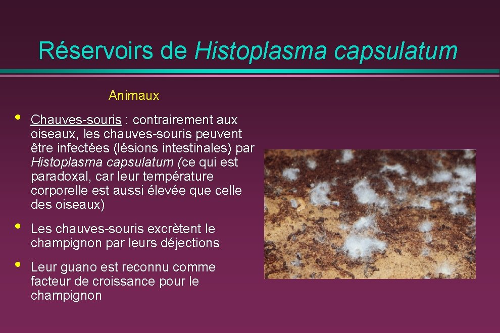 Réservoirs de Histoplasma capsulatum Animaux • Chauves-souris : contrairement aux oiseaux, les chauves-souris peuvent