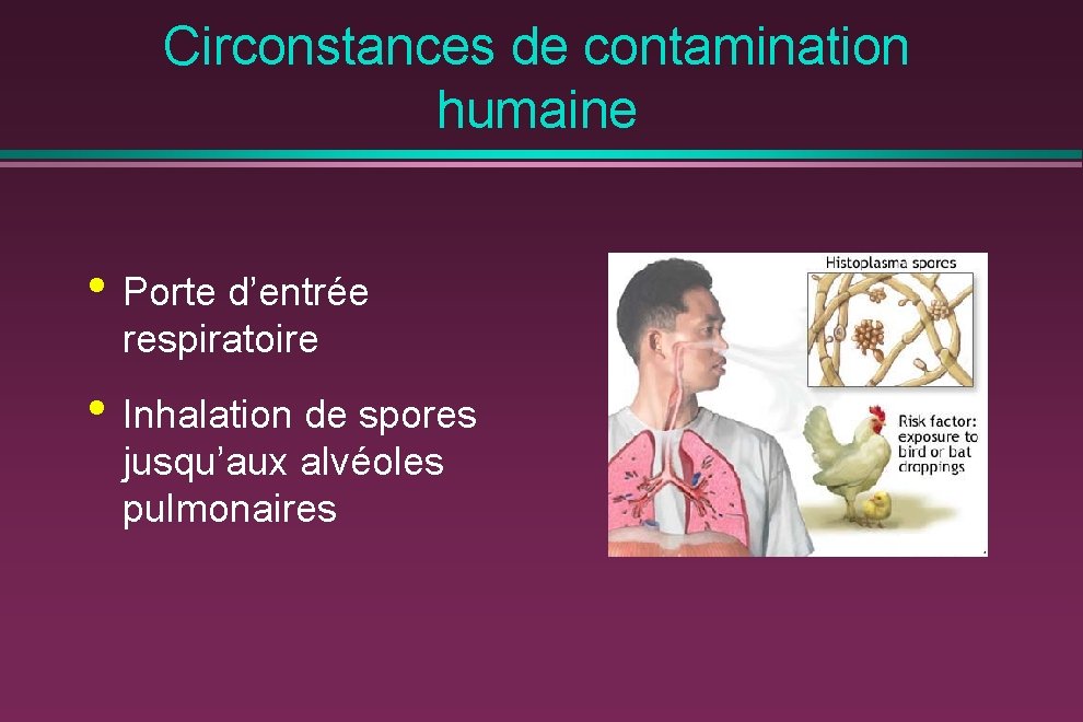 Circonstances de contamination humaine • Porte d’entrée respiratoire • Inhalation de spores jusqu’aux alvéoles