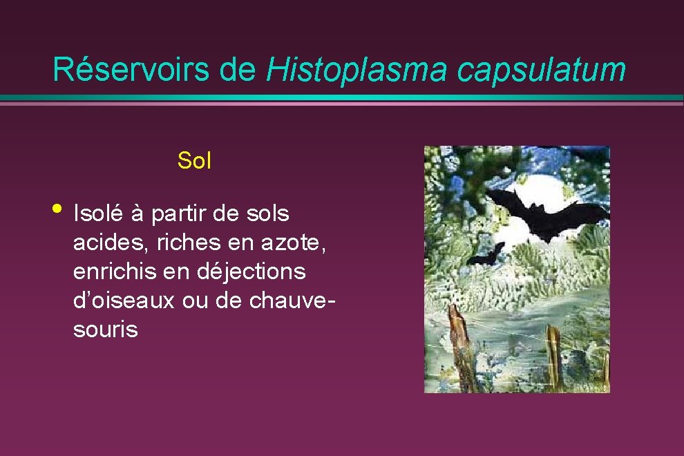 Réservoirs de Histoplasma capsulatum Sol • Isolé à partir de sols acides, riches en