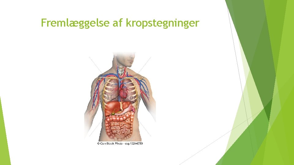 Fremlæggelse af kropstegninger 