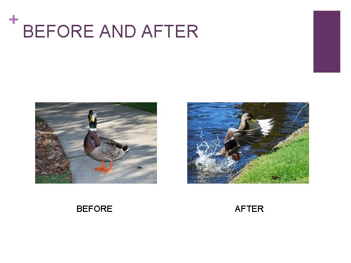 + BEFORE AND AFTER BEFORE AFTER 