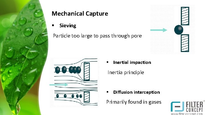 Mechanical Capture § Sieving Particle too large to pass through pore § Inertial impaction