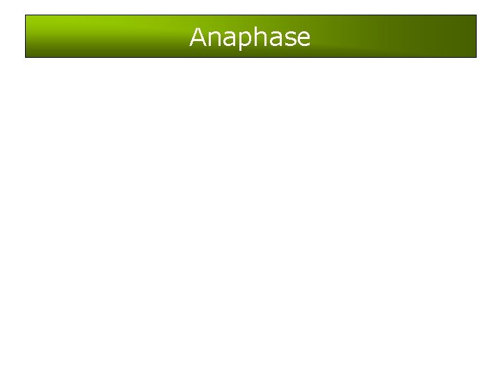 Anaphase 