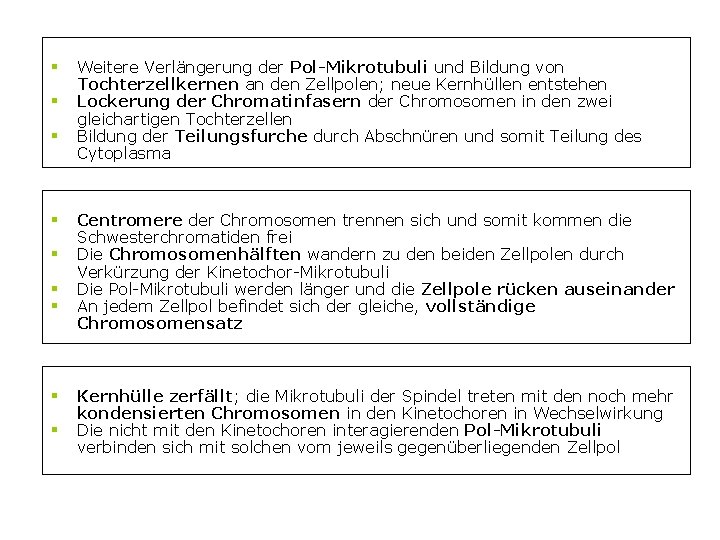 § § § § § Weitere Verlängerung der Pol-Mikrotubuli und Bildung von Tochterzellkernen an