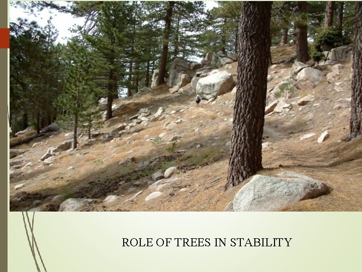25 ROLE OF TREES IN STABILITY 