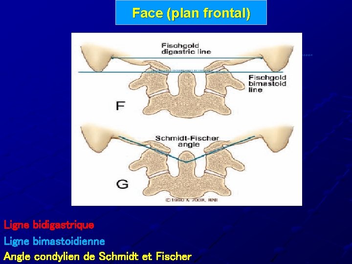 Face (plan frontal) Ligne bidigastrique Ligne bimastoidienne Angle condylien de Schmidt et Fischer 