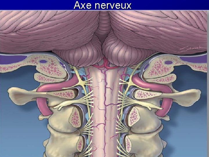 Axe nerveux Axe nerveux
