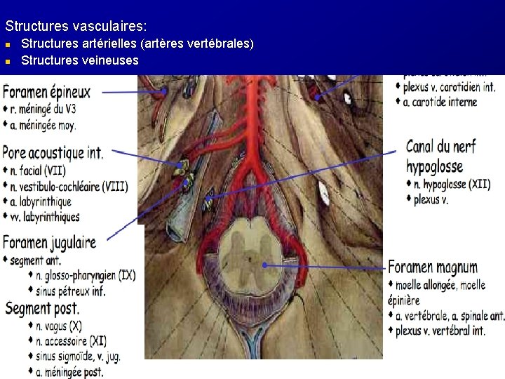 Structures vasculaires: n n Structures artérielles (artères vertébrales) Structures veineuses 