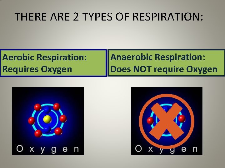 THERE ARE 2 TYPES OF RESPIRATION: Aerobic Respiration: Requires Oxygen Anaerobic Respiration: Does NOT