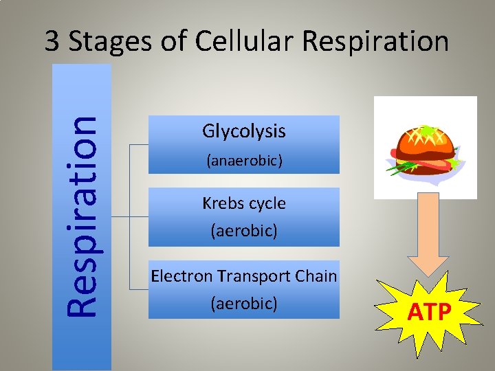 Respiration 3 Stages of Cellular Respiration Glycolysis (anaerobic) Krebs cycle (aerobic) Electron Transport Chain