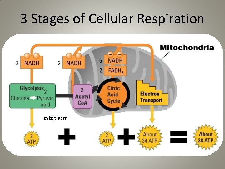 3 Stages of Cellular Respiration cytoplasm 