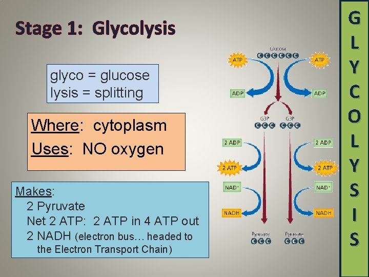 Stage 1: Glycolysis glyco = glucose lysis = splitting Where: cytoplasm Uses: NO oxygen