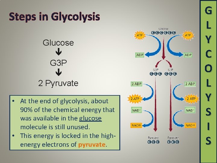 Steps in Glycolysis Glucose G 3 P 2 Pyruvate • At the end of