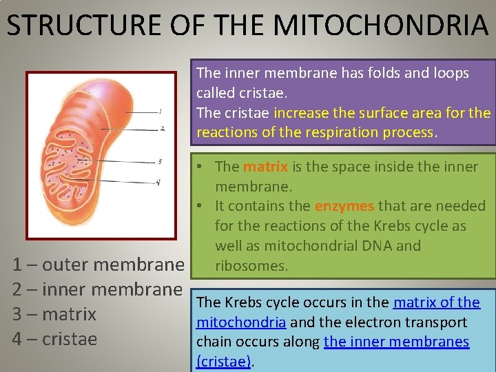 STRUCTURE OF THE MITOCHONDRIA The inner membrane has folds and loops called cristae. The