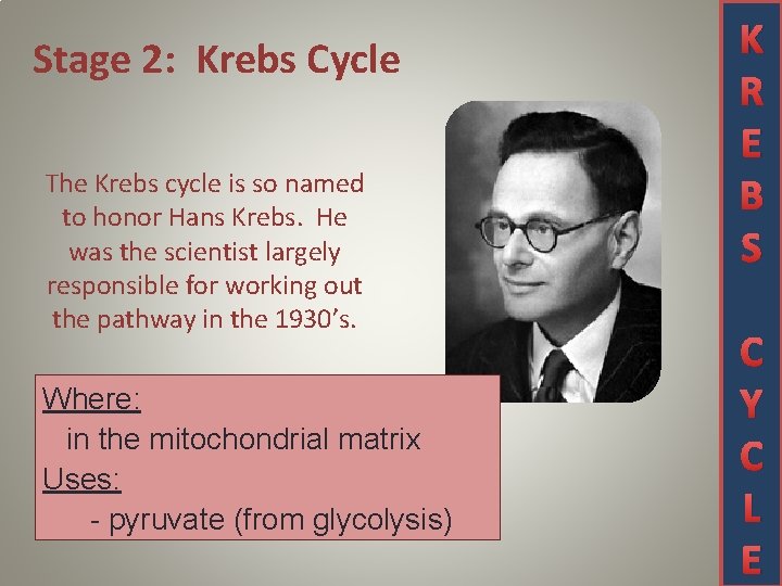 Stage 2: Krebs Cycle The Krebs cycle is so named to honor Hans Krebs.