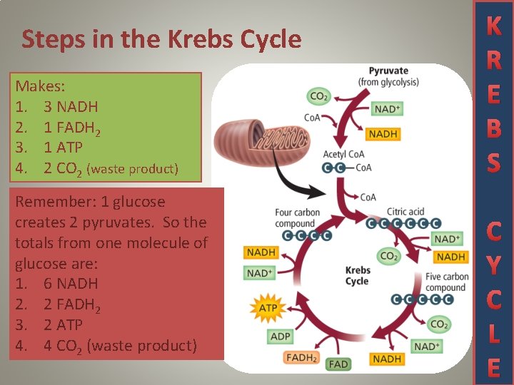 Steps in the Krebs Cycle Makes: 1. 3 NADH 2. 1 FADH 2 3.