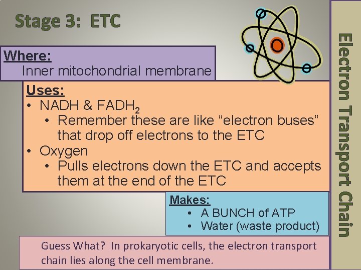 Stage 3: ETC Makes: • A BUNCH of ATP • Water (waste product) Guess