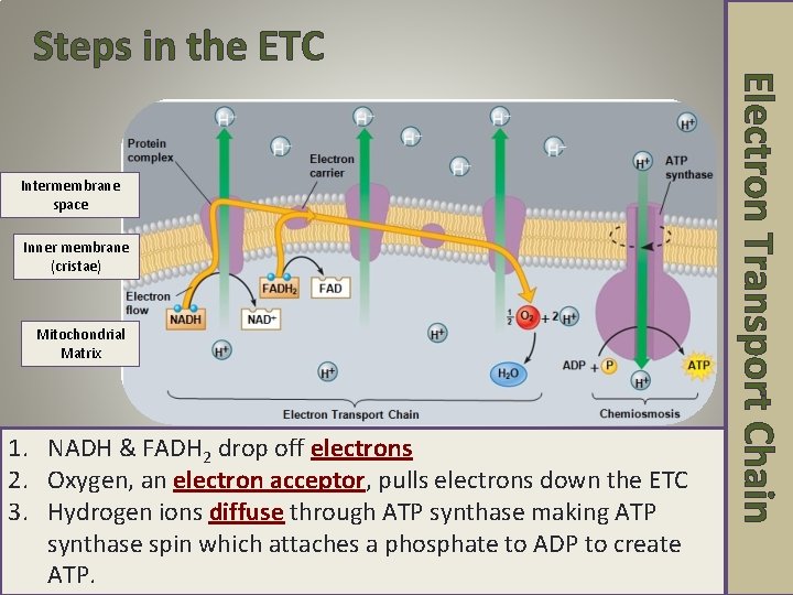 Steps in the ETC Electron Transport Chain H+ Intermembrane space Inner membrane (cristae) Mitochondrial