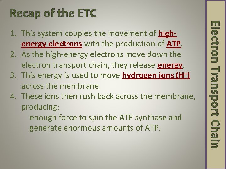 Recap of the ETC Electron Transport Chain 1. This system couples the movement of