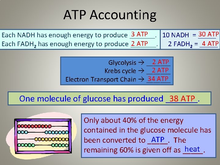 ATP Accounting 3 ATP 30 ATP Each NADH has enough energy to produce _______.