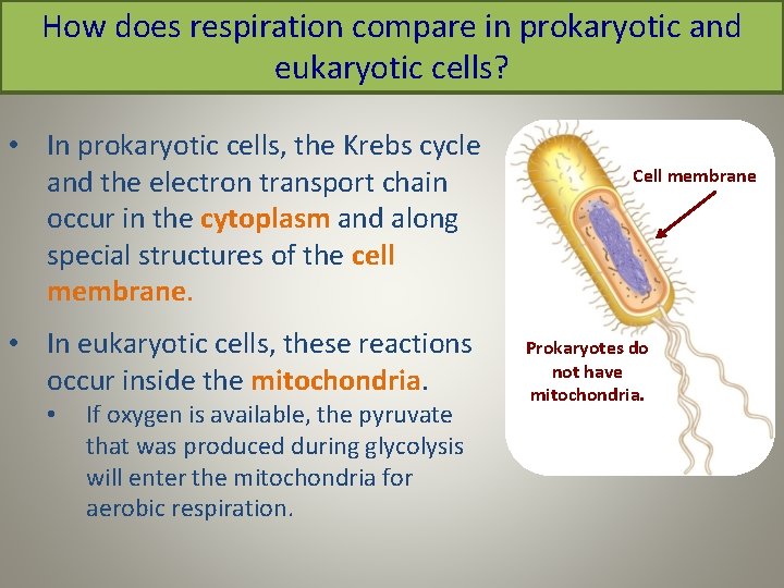 How does respiration compare in prokaryotic and eukaryotic cells? • In prokaryotic cells, the