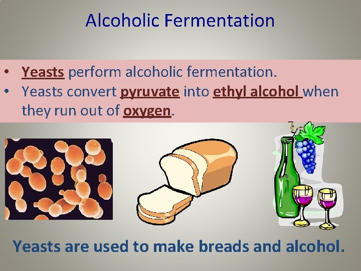 Alcoholic Fermentation • Yeasts perform alcoholic fermentation. • Yeasts convert pyruvate into ethyl alcohol