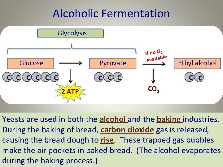 Alcoholic Fermentation Glycolysis Glucose Pyruvate 2 ATP If no O 2 le availab Ethyl