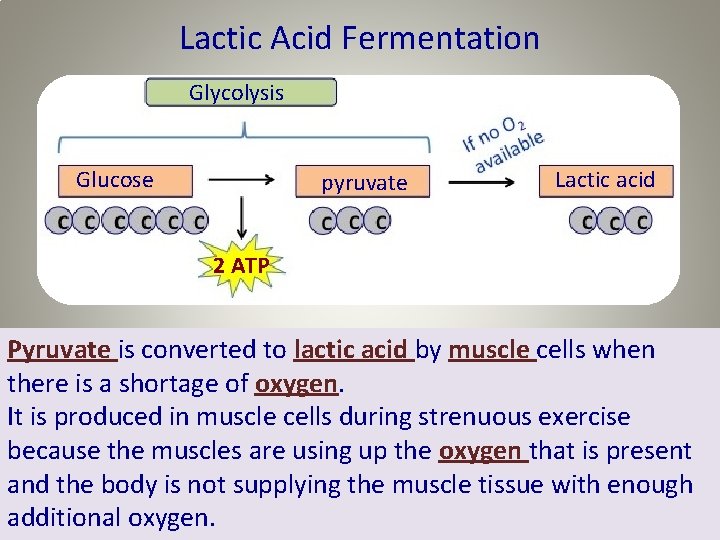 Lactic Acid Fermentation Glycolysis Glucose pyruvate Lactic acid 2 ATP Pyruvate is converted to