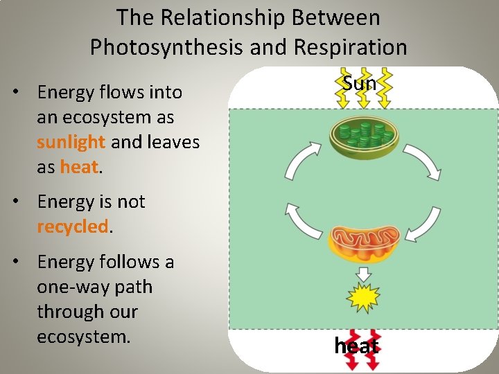 The Relationship Between Photosynthesis and Respiration • Energy flows into an ecosystem as sunlight