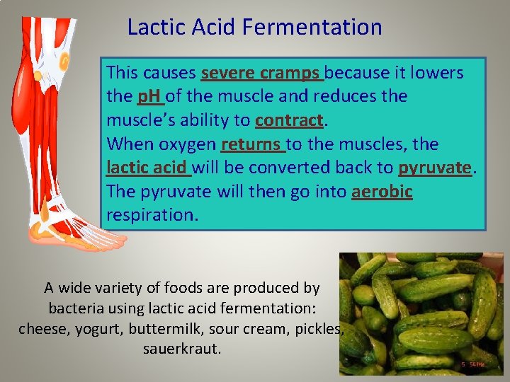 Lactic Acid Fermentation This causes severe cramps because it lowers the p. H of